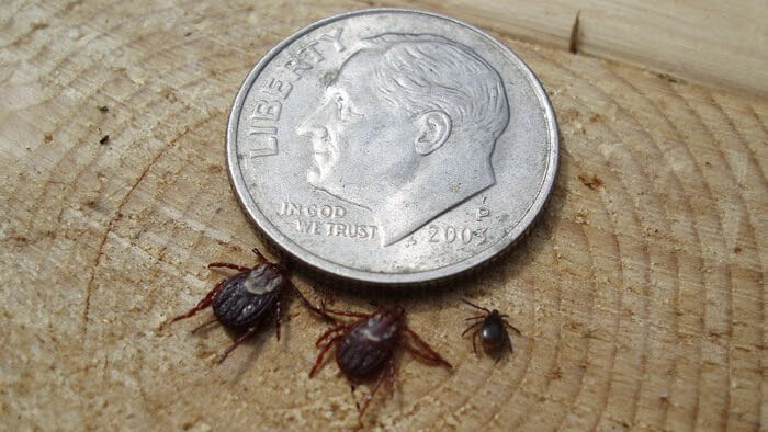 With These Tips, Wood Ticks Won’t Haunt Your Next Outdoor Adventure