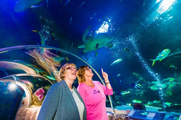 SEA LIFE AT MALL OF AMERICA | Stay Cool Beneath the Waves!