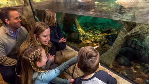 SEA LIFE AT MALL OF AMERICA | Explore a Rainforest!