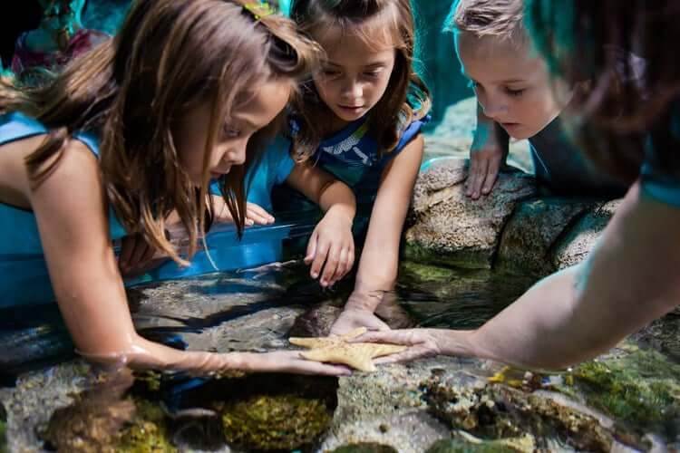 SEA LIFE AT MALL OF AMERICA | Explore an Underwater World!