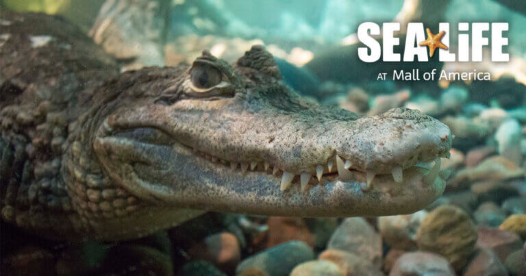 SEA LIFE AT MALL OF AMERICA | Homeschool Weeks Return Next Week!