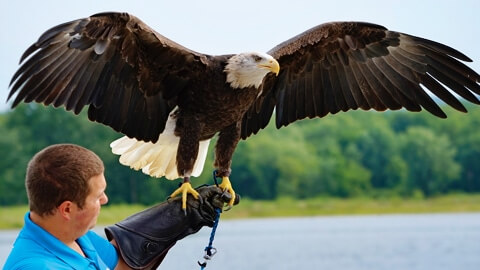 NATIONAL EAGLE CENTER | Spring Eagle Programs Are Here!