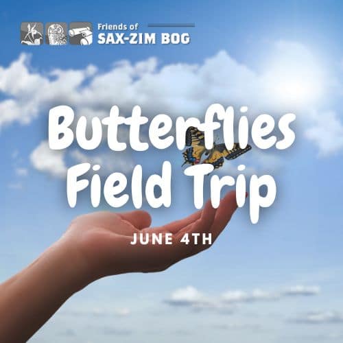 IRON RANGE TOURISM | Sax Zim Bog Butterflies Field Trip