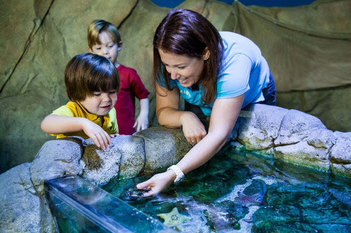 SEALIFE AT MALL OF AMERICA | Admissions Only Field Trips!