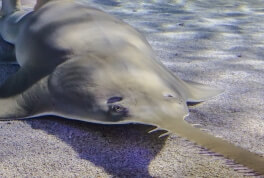 SEA LIFE AT MALL OF AMERICA | International Sawfish Day!