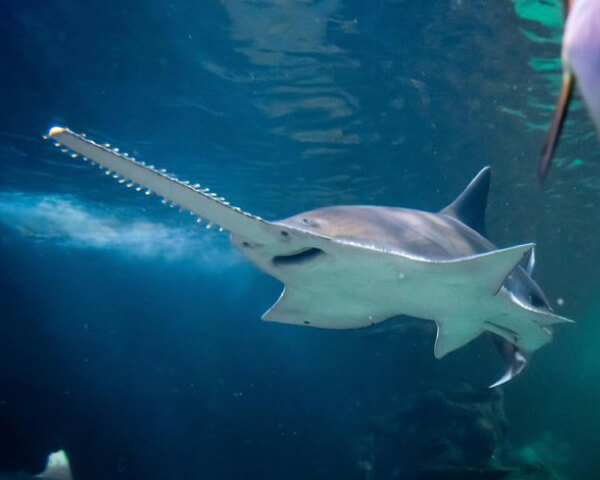 SEA LIFE AT MALL OF AMERICA | Explore Beneath the Waves!