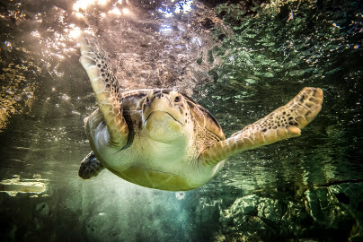 SEALIFE | Book Your SEA LIFE Field Trip!
