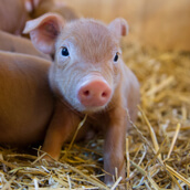 MINNESOTA ZOO | Farm Babies