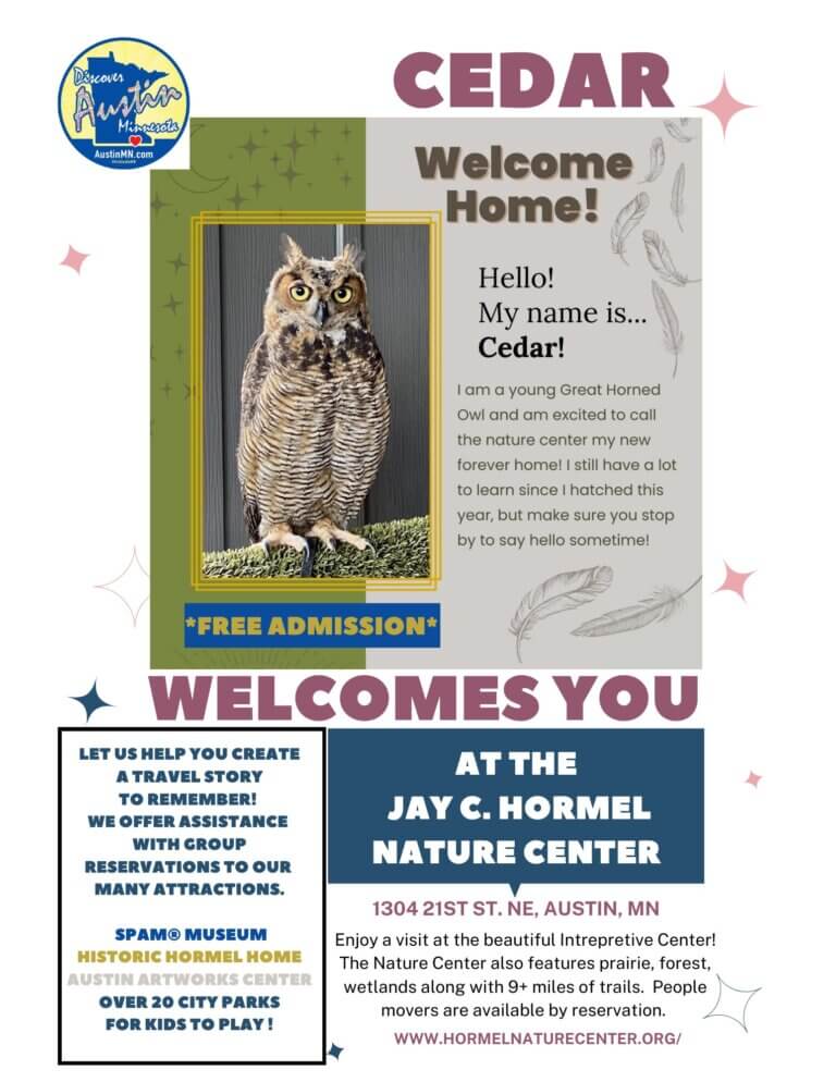 DISCOVER AUSTIN MN | Meet Cedar the Great Horned Owl