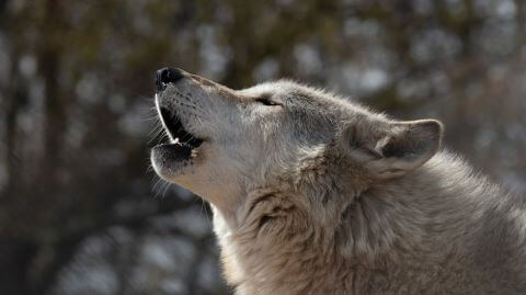 WILDLIFE SCIENCE CENTER | Choose Your Experience
