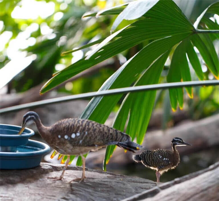 COMO PARK ZOO AND CONSERVATORY | Adult programs at Como
