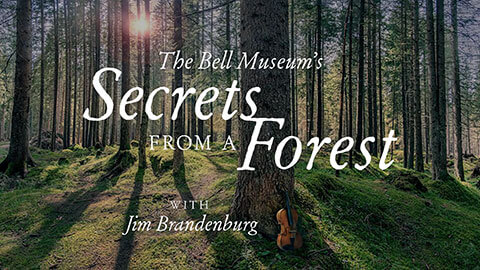 BELL MUSEUM | Secrets from a Forest returns!