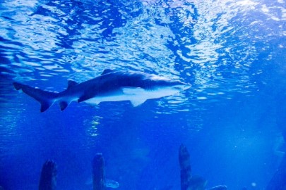 Sea Life at Mall of America - Slider Image 4 - OceanTunnelandSandtigerShark1