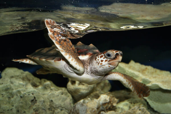 MN Zoo - Slider Image 1 - RCSeaTurtle