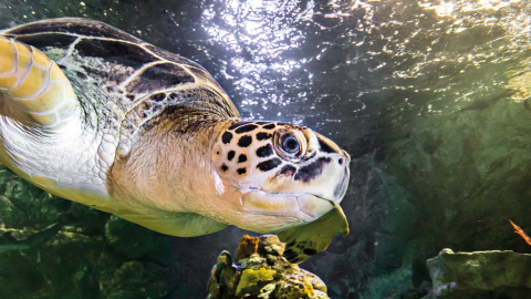 Sea Life at Mall of America - Slider Image 3 - TurtleCropped