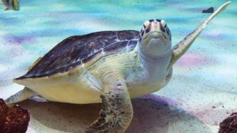 Sea Life at Mall of America - Slider Image 2 - WavingGreenSeaTurtle