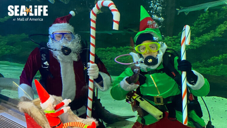SEA LIFE AT MALL OF AMERICA | Scuba Claus at SEA LIFE at MOA!