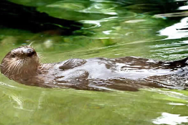 MN Zoo - Slider Image 4 - Seaotter