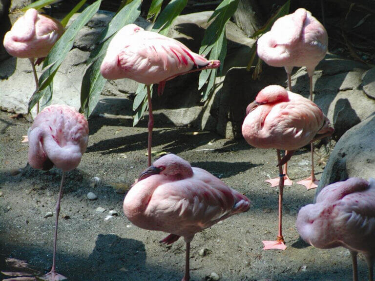 MINNESOTA ZOO | Escape winter on our Tropics Trail