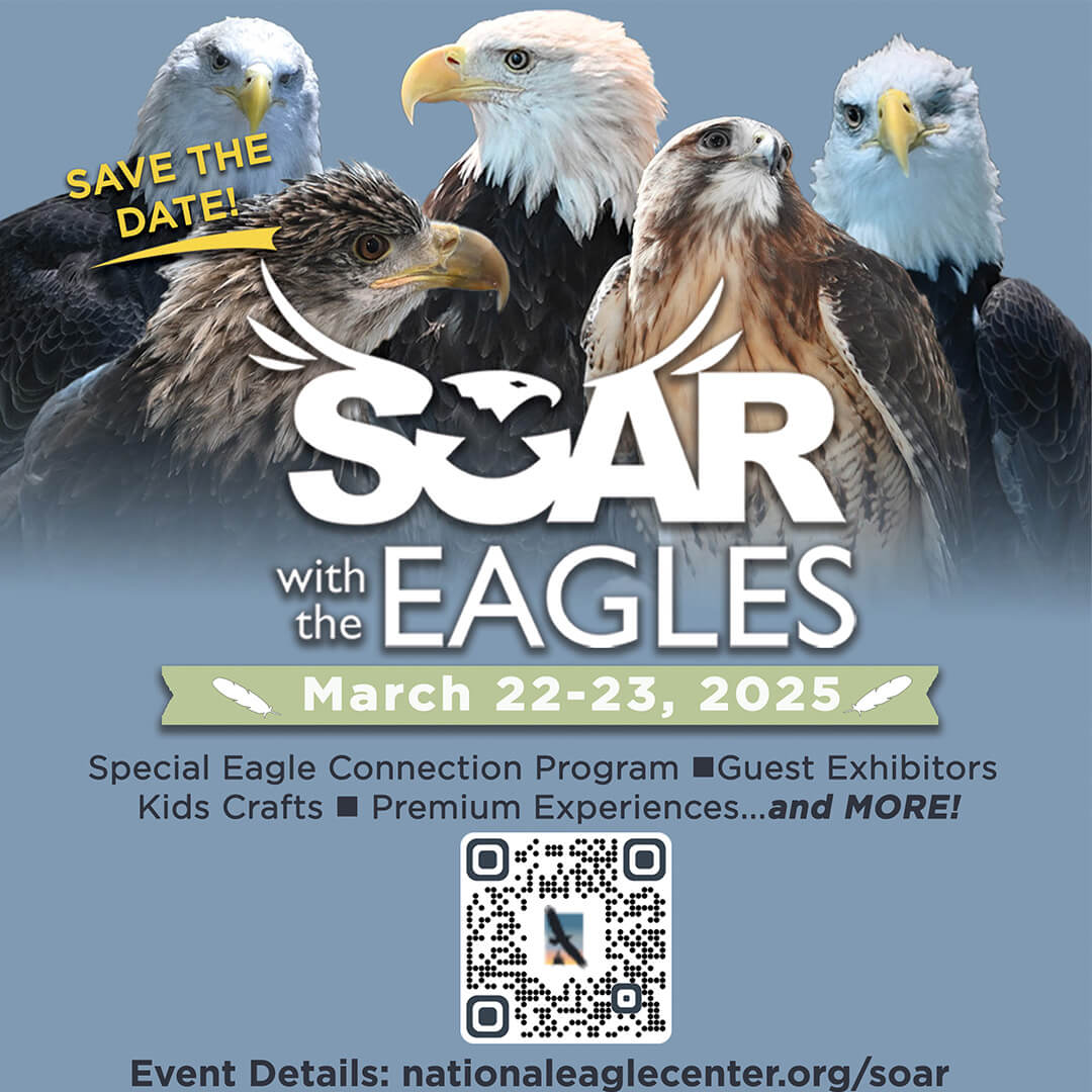 national eagle 3 square