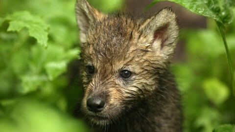 WILDLIFE SCIENCE CENTER | The Wonders of Wildlife