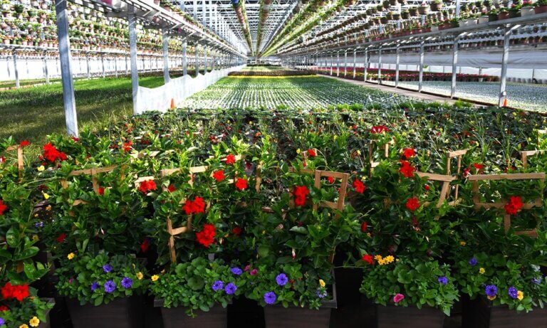 GERTENS FUNDRAISING | Spring is time for Plant Cards!
