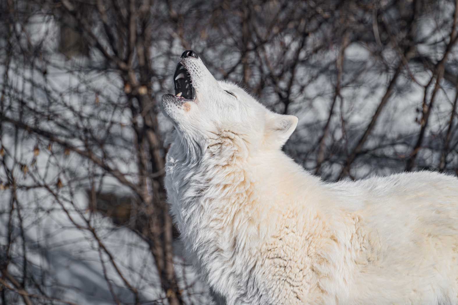 International Wolf Center - Slider Image 3 - DSC02616EnhancedNR