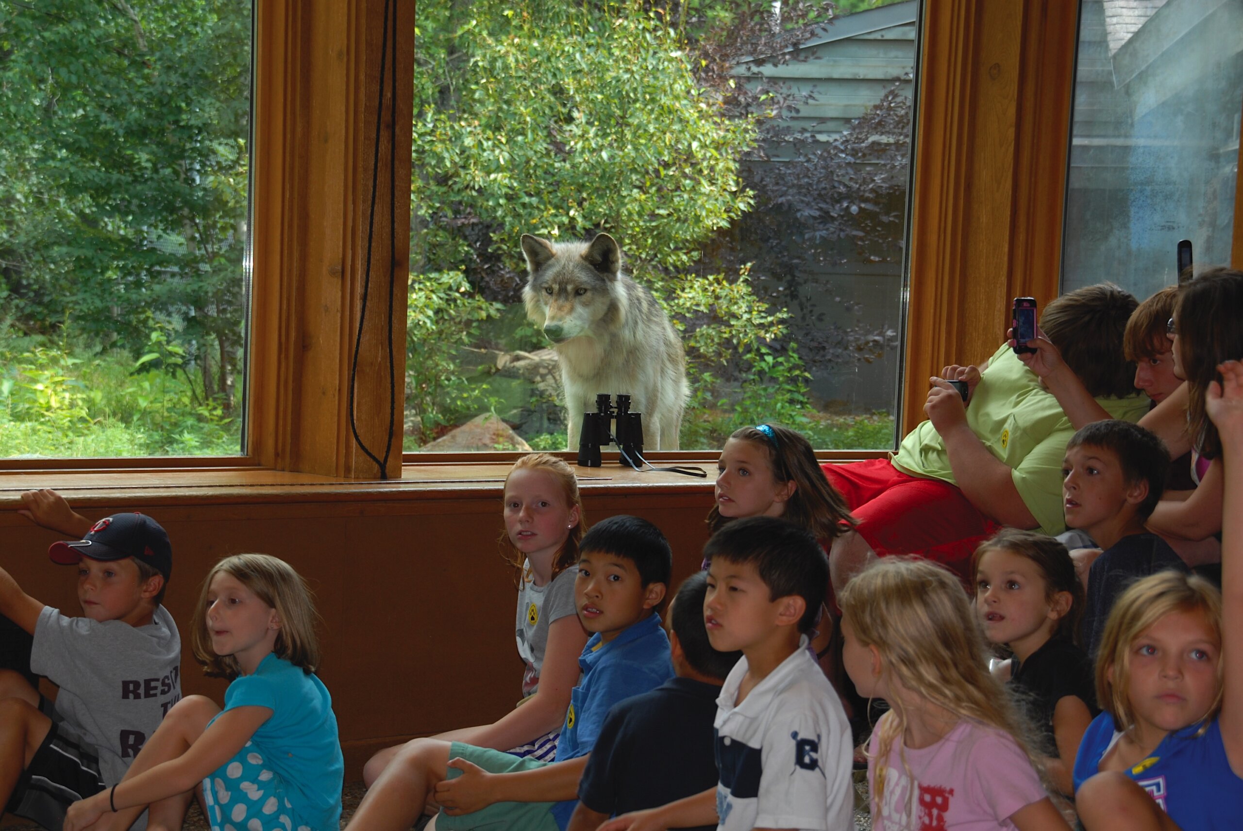 International Wolf Center - Slider Image 4 - Daniele Wolf Window 201208 DSC 0038 Scaled