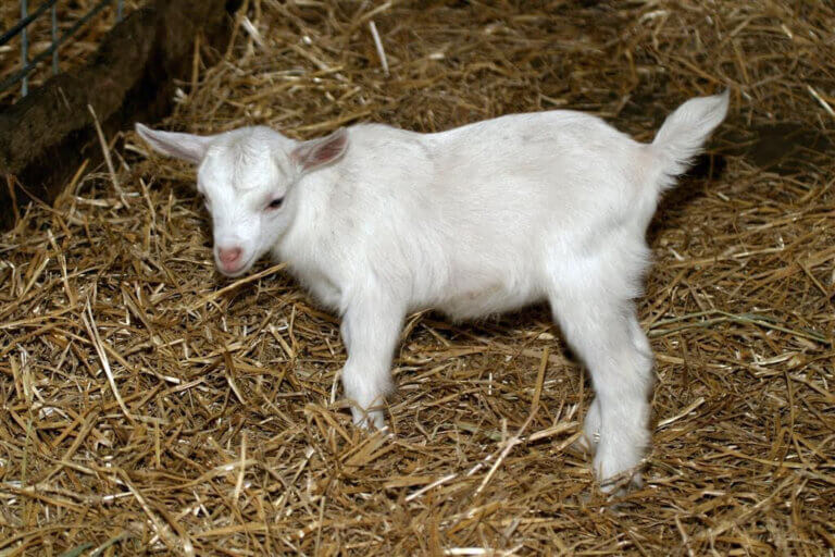 FARM BABIES AT THE MINNESOTA ZOO!