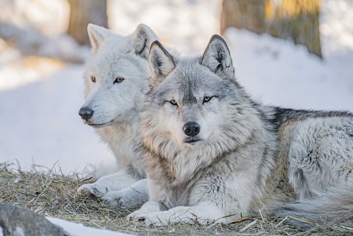 International Wolf Center - Slider Image 1 - Unnamed