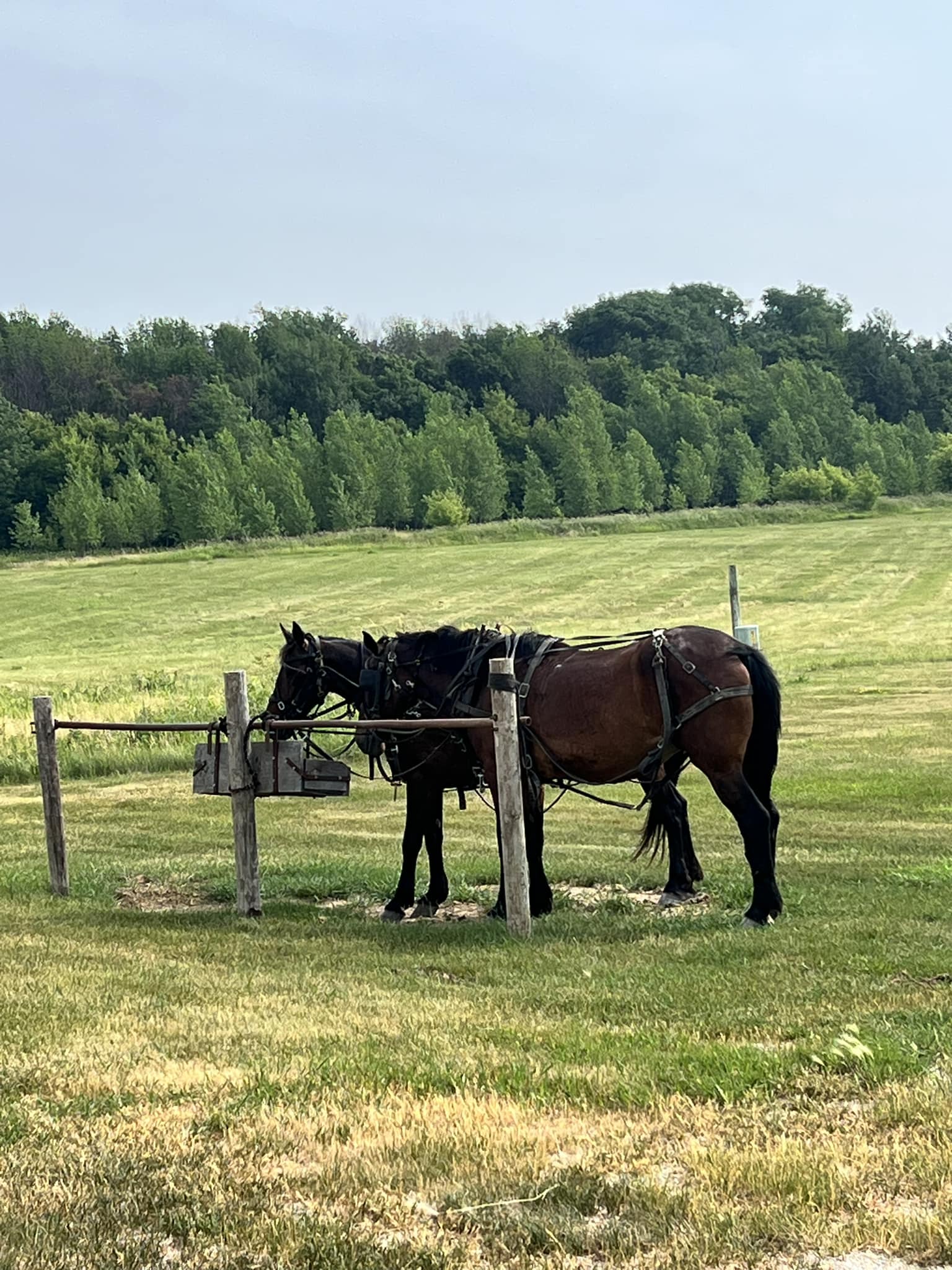 Amish Tours of Harmony - Slider Image 2 - Horses