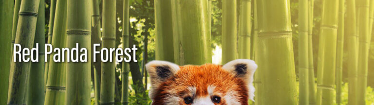 MINNESOTA ZOO | Red Panda Forest