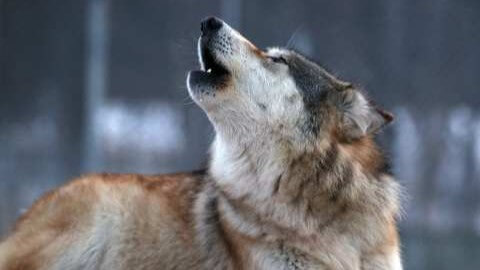 SPRING FEVER AT THE WILDLIFE SCIENCE CENTER
