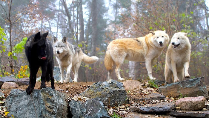 INTERNATIONAL WOLF CENTER | Visit wolves in the wilderness!