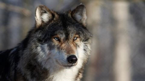 WILDLIFE SCIENCE CENTER | Fantastic Field Trips with Wildlife