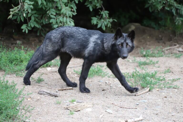 INTERNATIONAL WOLF CENTER | FREE WolfLink Virtual Learning!