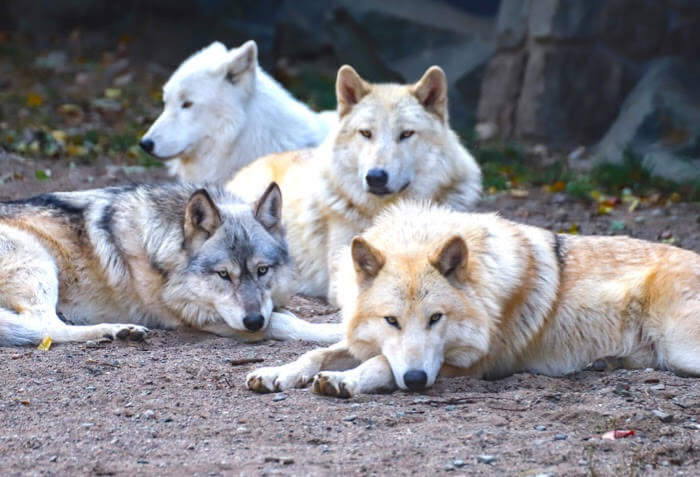 INTERNATIONAL WOLF CENTER | Answer the Call of the Wild!