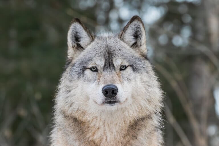 INTERNATIONAL WOLF CENTER | Connect With Nature and Wolves!