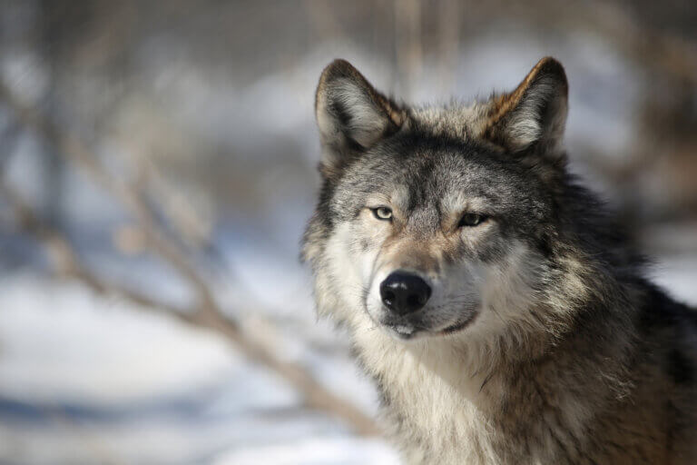 WILDLIFE SCIENCE CENTER | Fantastic Field Experiences