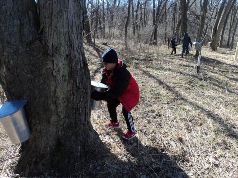 DISCOVER AUSTIN MN | Maple Syrup Classes