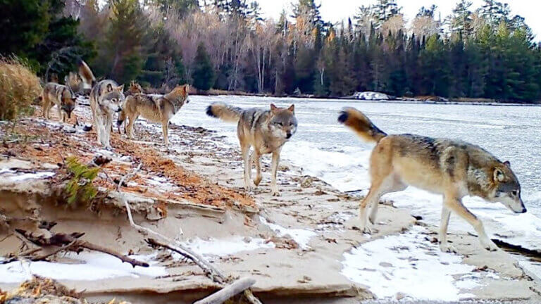 INTERNATIONAL WOLF CENTER | FREE WolfLink Virtual Experience!