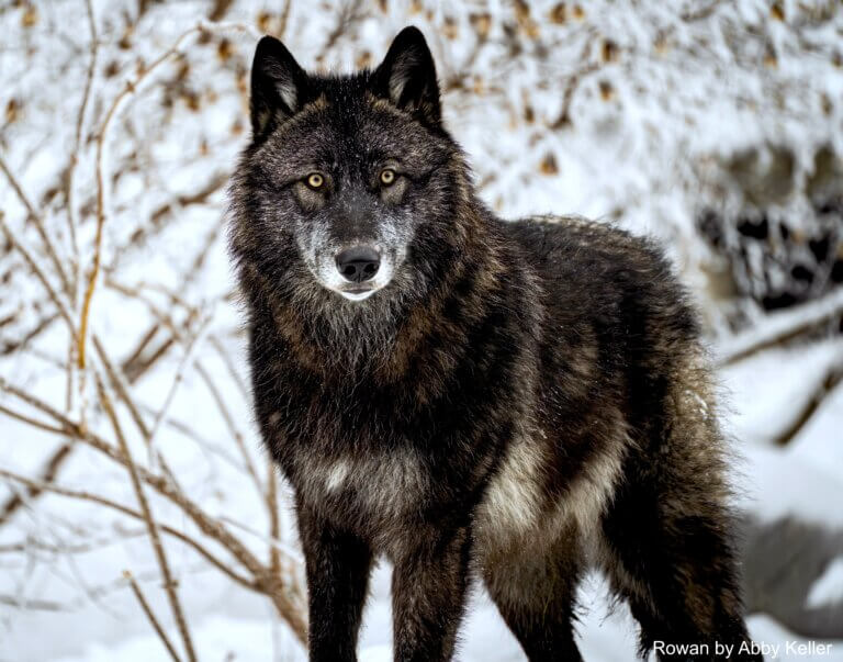 INTERNATIONAL WOLF CENTER | Take a Walk on the Wild Side!