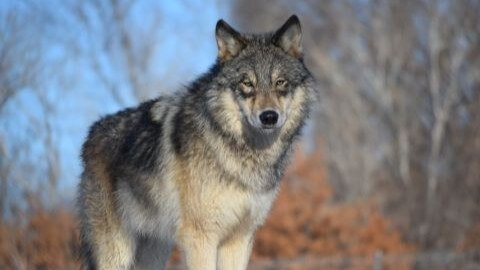 WILDLIFE SCIENCE CENTER | Amazing Spring Wildlife