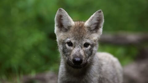 WILDLIFE SCIENCE CENTER | Springtime Wonders and Wildlife