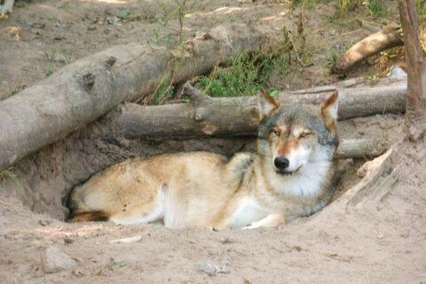 WILDLIFE SCIENCE CENTER | Springtime Wildlife and Wonders