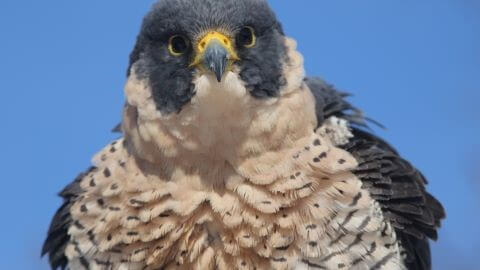 WILDLIFE SCIENCE CENTER | Wildlife Programs for Seniors