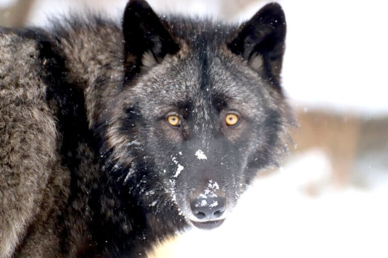 INTERNATIONAL WOLF CENTER | Take a Walk on the Wild Side!